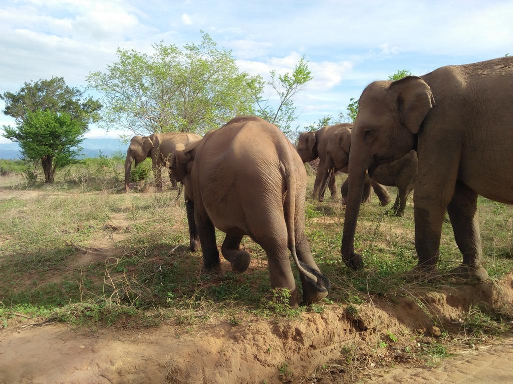 Brookline Safari Resort Udawalawe Ngoại thất bức ảnh